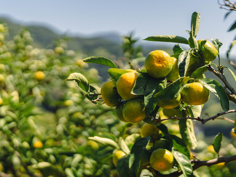 【SPセレクション（ギフト用）】2.5kg 濃厚！極早生みかん「日南1号」EHIME UWAJIMA