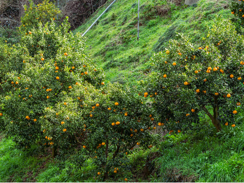 スペシャル熟成！ 完熟の濃厚なコク【不知火】Aセレクション（家庭用）1.8kg