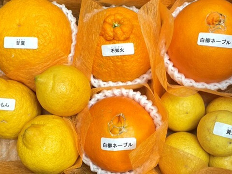 【アワード受賞】3/28より順次発送 仲屋の柑橘5種 食べ比べセット 約2kg 仲屋 海瀬農園 バラエティセット 希少品種含む 詰め合わせ