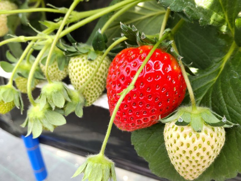 【完熟冷凍いちご】品種：おいCベリー (4.8kg)