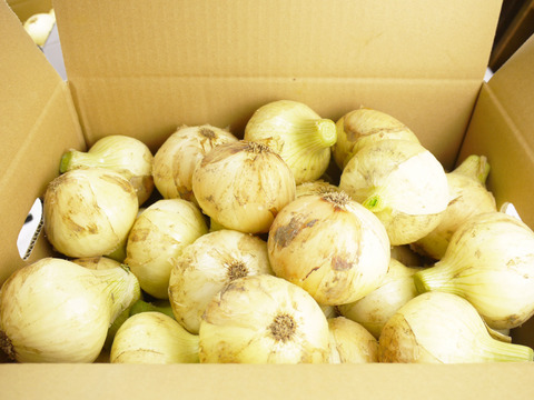 2026年度とれたて！長崎県諫早市長田産 甘新玉ねぎ
ミネラル豊富な土壌で育てた甘味際立つ新玉ねぎ
10kg Mサイズ