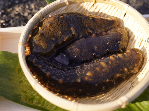 漁師直送！！青ナマコ 海鼠（なまこ）1kg（4〜7個）【大阪最南端 岬町産】