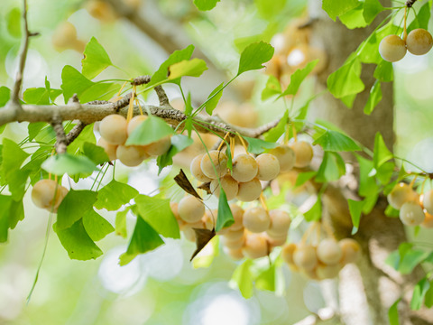 2025年 茨城県産  銀杏：藤九郎　銀杏3L~4L  500g
