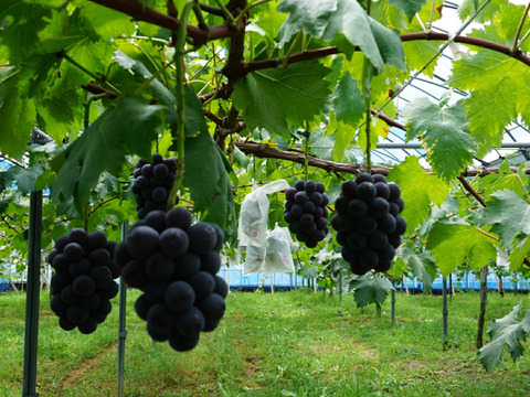 【旨味濃縮】ほしぶどう 60g×１袋【ピオーネ／ドライフルーツ／岡山県産／数量限定】