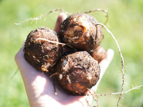 【里芋】年末セール❗️❗️農薬不使用・化学肥料不使用のさといも（4kg）