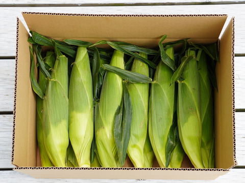 【朝どれ】農薬5割減　特別栽培「恵味スタンド」　13本入り