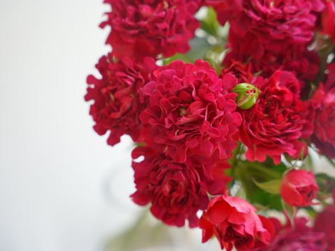 ＜母の日限定＞ ユニークローズ #紅華美の花束