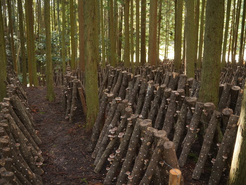 山育ち『原木椎茸』500g