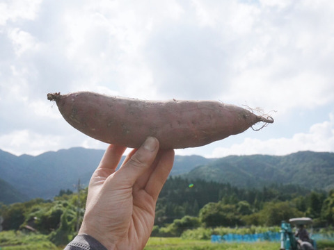 在庫処分 激安 食品 訳あり】紅はるか10kg(箱入：土付き) 熟成期間1ヶ月超 野菜