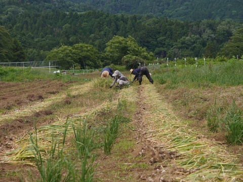上海早生ニンニク小粒500g　小粒でまるごと使える‼️　自家採種　化学肥料農薬不使用栽培