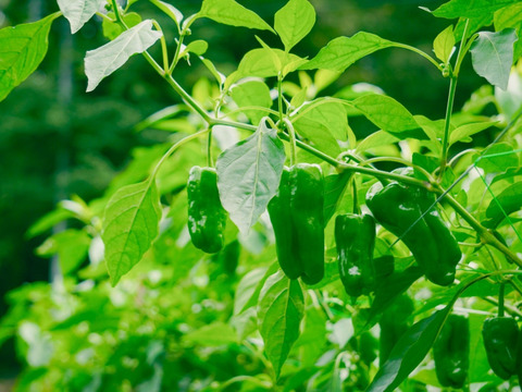 子供も生で食べる！　転換期間中有機ピーマン 1kg