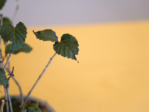 ミニ盆栽【オトコヨウゾメ×グレー陶器】高さ28cm×横28cm