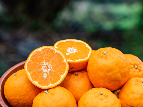 Mini ☆豊作記念セール☆【小玉（Sサイズ）で濃厚】熟成　今津ポンカン9kg