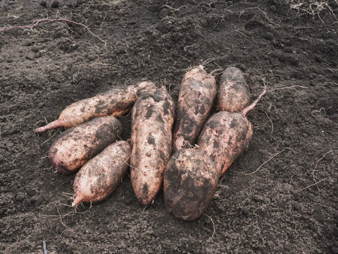 「特別栽培品」【お馴染みの、安納芋】安納芋10ｋｇ(箱入)　１１月以降～発送予定！　熟成期間１ヶ月超！　さつまいも！　栽培期間中農薬不使用！