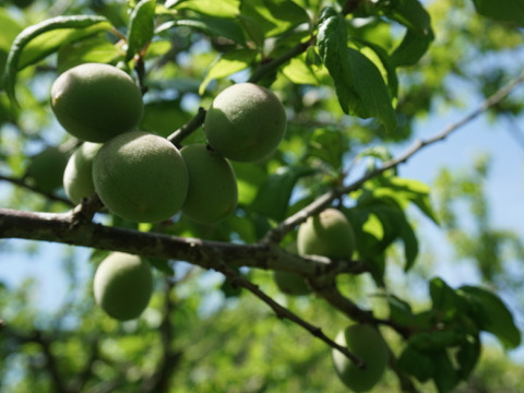 自然栽培　紅映梅　青梅　１０ｋｇ