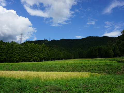 ハッピーヒル　５ｋｇ　自然栽培　天日干し　農薬不使用