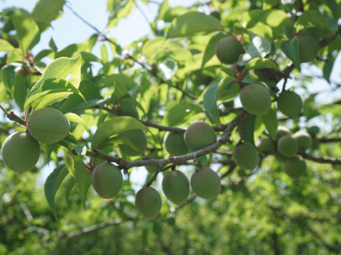 有機ＪＡＳ　紅映梅　青梅　５ｋｇ