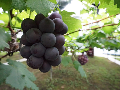 🍇ニューピオーネ 約1.8kg 🍇 【岡山県産 ニューピオーネ】種なしぶどう