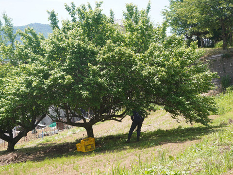 自然のままの3cm前後の青梅4㎏！自然豊かな山梨県上野原より