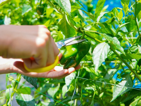 子供も生で食べる！　転換期間中有機ピーマン 1kg
