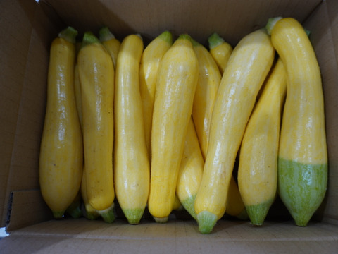 【有機JAS】とってもかわいいオーガニックズッキーニ グリーンパンツ 2kg