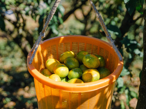 【SPセレクション（ギフト用）】2.5kg 濃厚！極早生みかん「日南1号」EHIME UWAJIMA