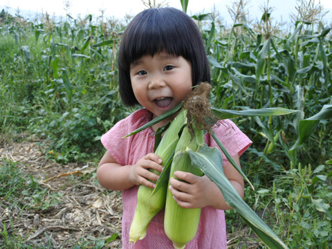 【有機JAS】甘さだけじゃない濃厚とうもろこし！【12本入り】