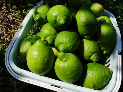 レモネード　900ml　2本入　【母の日ギフト】