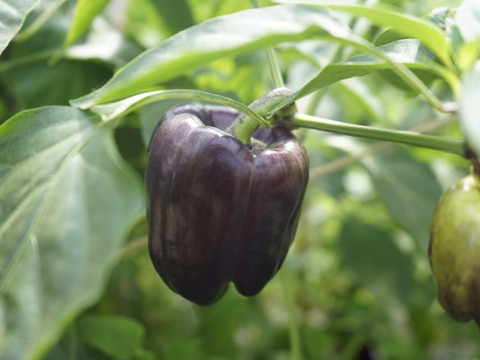 オーガニック野菜BOX （お試しセット）