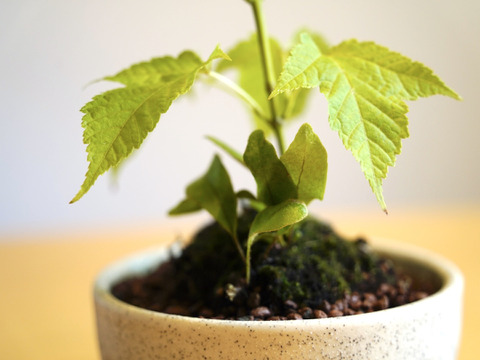 ミニ盆栽【ウリハダカエデ×白陶器】高さ25cm×横25cm