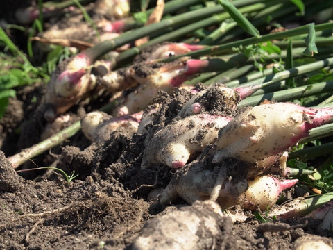 自社農園の新生姜100％使用！淡路島クラフトジンジャーシロップ3本セット