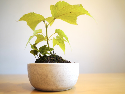 ミニ盆栽【ウリハダカエデ×白陶器】高さ25cm×横25cm