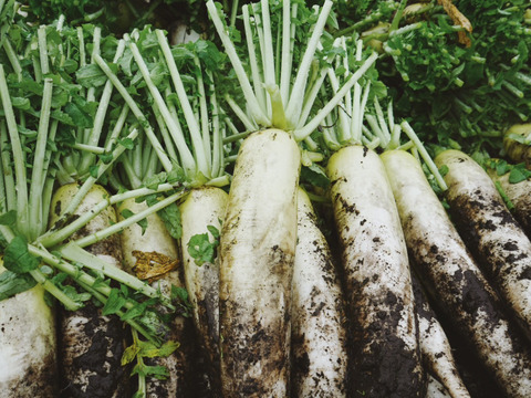 【１年に１度しか味わえない、雪中大根のお届けに参りました。】　≪雪国で育まれた水分・甘みたっぷりの大根≫　兵庫県香美町産「雪ぶとん大根」（８本箱入）