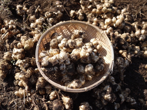 【お試しセット】農薬不使用！　さつまいも＋菊芋　合計２キロセット！