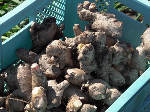 【淡路島が育んだ体と心のスパイス！】愛情込めた自社農園のひね生姜 ３㎏