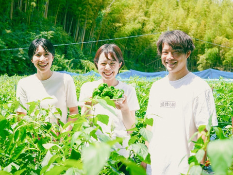 子供も生で食べる！　転換期間中有機ピーマン 1kg