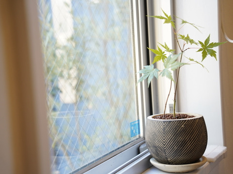 ミニ盆栽【紅葉🍁ヤマモミジ×白黒縞陶器】高さ40cm×横12cm【夜市限定】