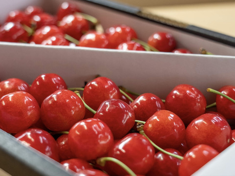 厳選🍒山形県産『東根さくらんぼ・佐藤錦』（GI秀品・Lサイズ・約1kgバラ詰め）