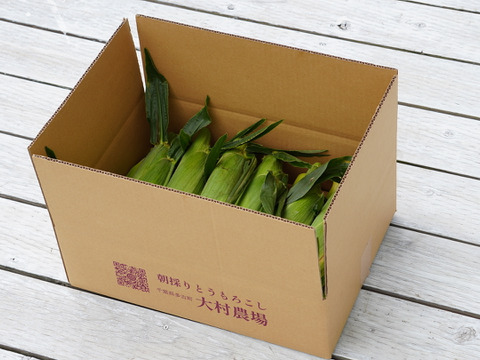 【朝どれ】農薬5割減   甘味バツグン「ゴールドラッシュ」　13本入り