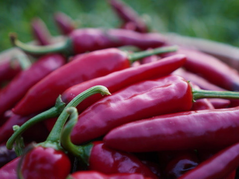 今しかない！　生の韓国唐辛子(100g)　辛味が少なく、甘味・うまみが豊か！　農薬・化学肥料不使用