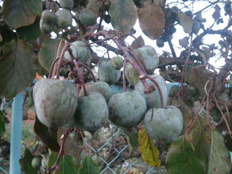 サル梨 （こくわ） の完熟果実 ４パック ５００gマタタビ科 幻の果実