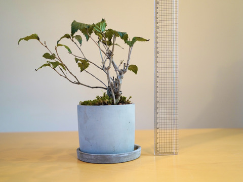 ミニ盆栽【オトコヨウゾメ×グレー陶器】高さ28cm×横28cm