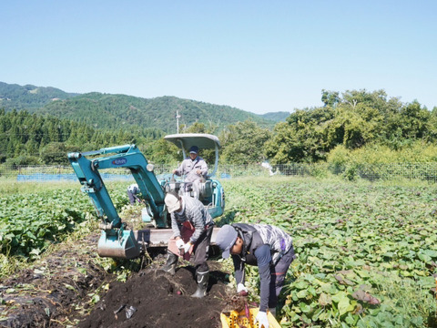 「特別栽培品」【お馴染みの、安納芋】安納芋10ｋｇ(箱入)　１１月以降～発送予定！　熟成期間１ヶ月超！　さつまいも！　栽培期間中農薬不使用！