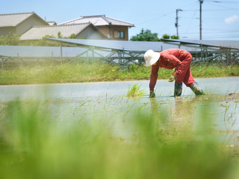 甘みを感じる🌾ごきげん栽培米🌾令和５年度徳島県産コシヒカリ玄米３kg【農薬・化学肥料不使用】