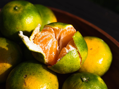 【SPセレクション（ギフト用）】2.5kg 濃厚！極早生みかん「日南1号」EHIME UWAJIMA