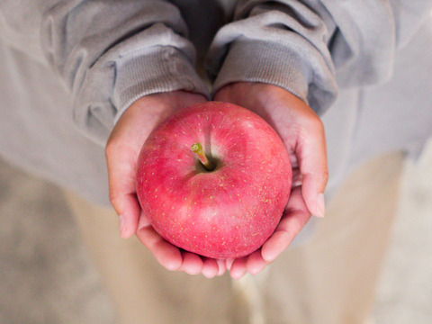 【先行予約】安定の美味しさ！ジューシーな「サンふじ」訳あり３kg（７〜10個）