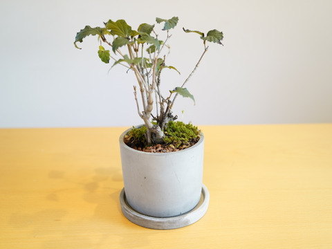 ミニ盆栽【オトコヨウゾメ×グレー陶器】高さ28cm×横28cm