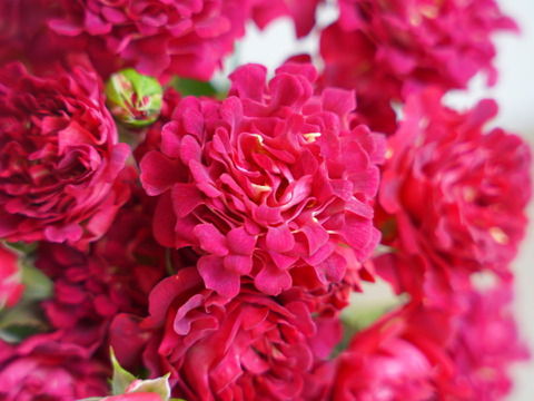 ＜母の日限定＞ ユニークローズ #紅華美の花束