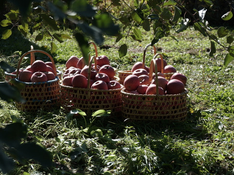 食感残る！「りんごのコンフィチュール」135g×3個