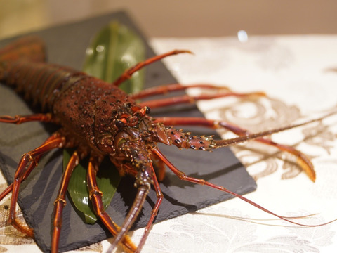 【🦞生誕10年物🦞】【お中元ギフト】綺麗な高知の海で育った巨大伊勢海老1.1キロ❗️